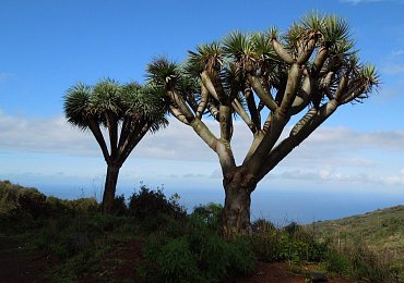 La Palma - stále ještě neobjevený kanárský ostrov nabízí prales, vodopád i krajinu z Marsu