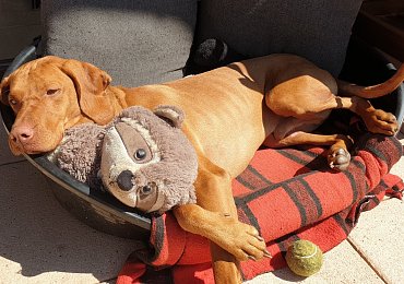 Kvůli operaci psa z útulku se zadlužil, hlídá parkoviště a má sotva na nájem. Věří, že to vydrží