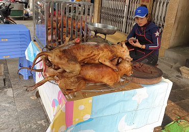 Vietnamci Vánoce nemají, přesto je vesele slaví. Svátek Tết slaví tři dny a dají si i psa