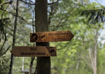 Šumava bez dětského fňukání: Zabrala jitrnice, mravenci i vlci