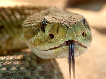Na tomto děsivém místě je největší koncentrace jedovatých hadů na světě. Na Hadí ostrov proto nikdo nesmí