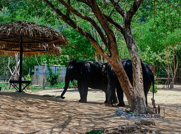 Thajská rezervace, která změnila turistiku: žádné jízdy na slonech, jen respekt a svoboda
