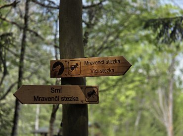 Šumava bez dětského fňukání: Zabrala jitrnice, mravenci i vlci